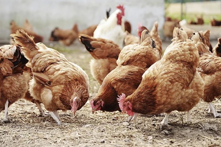 The Chicken Project