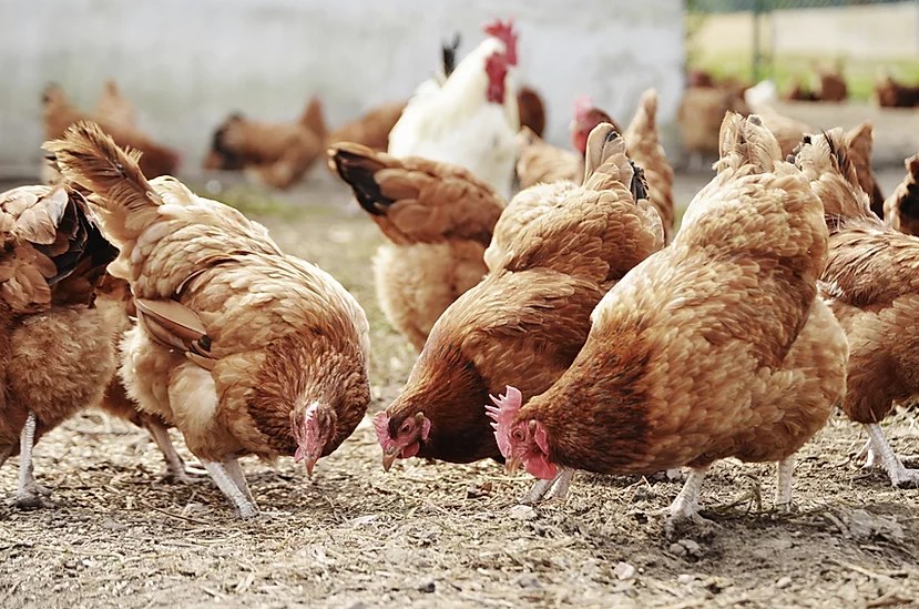 The Chicken Project
