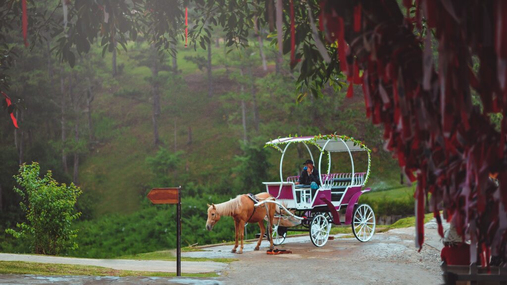 A convenient way to tour central park-check out the natural carriage rides