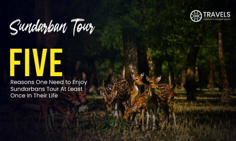 sundarban tour package