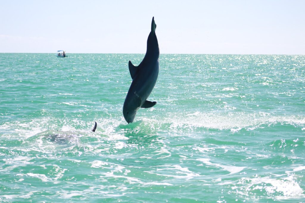Explore the Top Riviera Maya Tours & Excursions