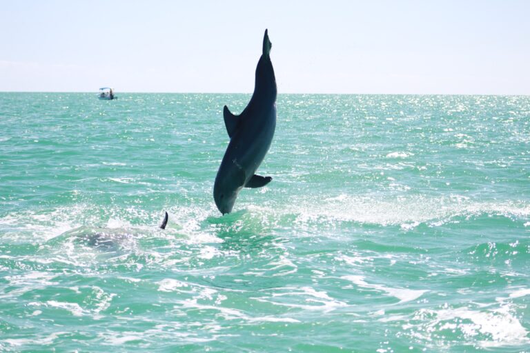 Explore the Top Riviera Maya Tours & Excursions
