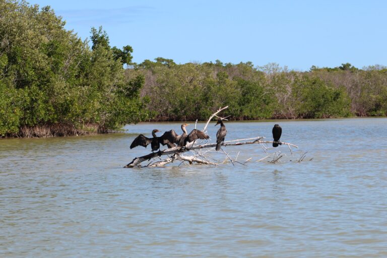 Book A Private Tour of Punta Laguna With Best Maya Tours