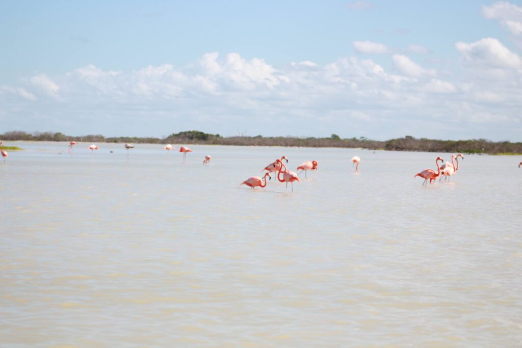Why You Should Hire Best Maya Tours For Your Yucatan Vacation?