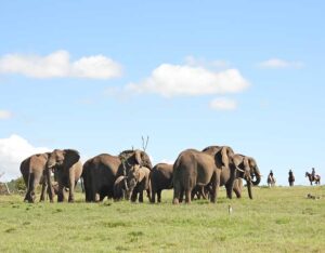 African safari tours
