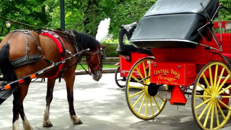 Horse and Carriage Tours