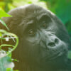 Gorilla trekking
