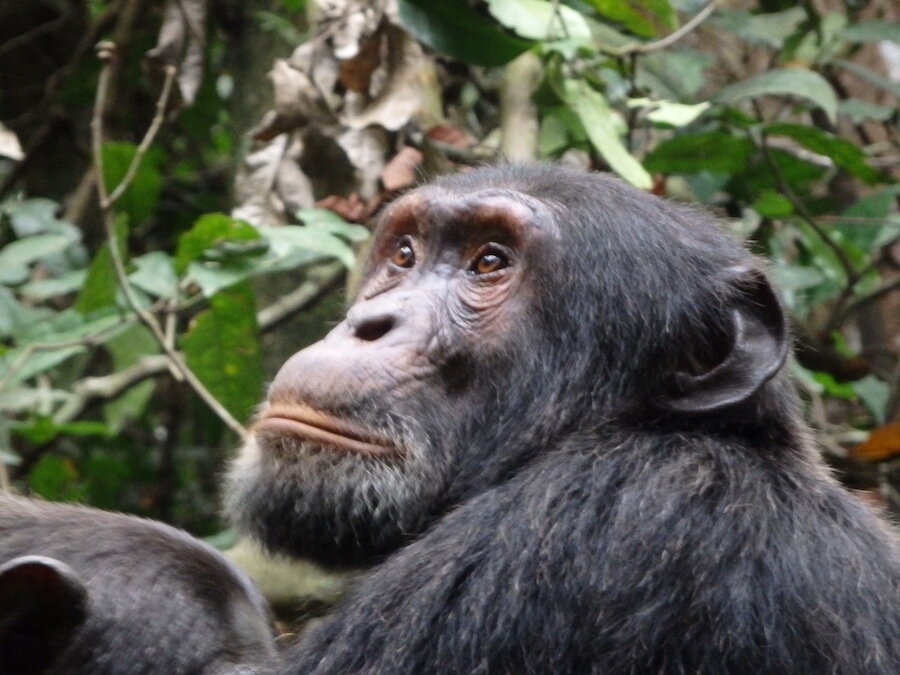 safari travel services