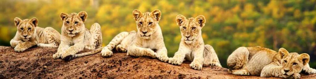 Uganda tour packages from India