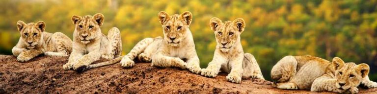 Uganda tour packages from India