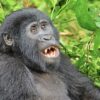 Best rwanda gorilla safari