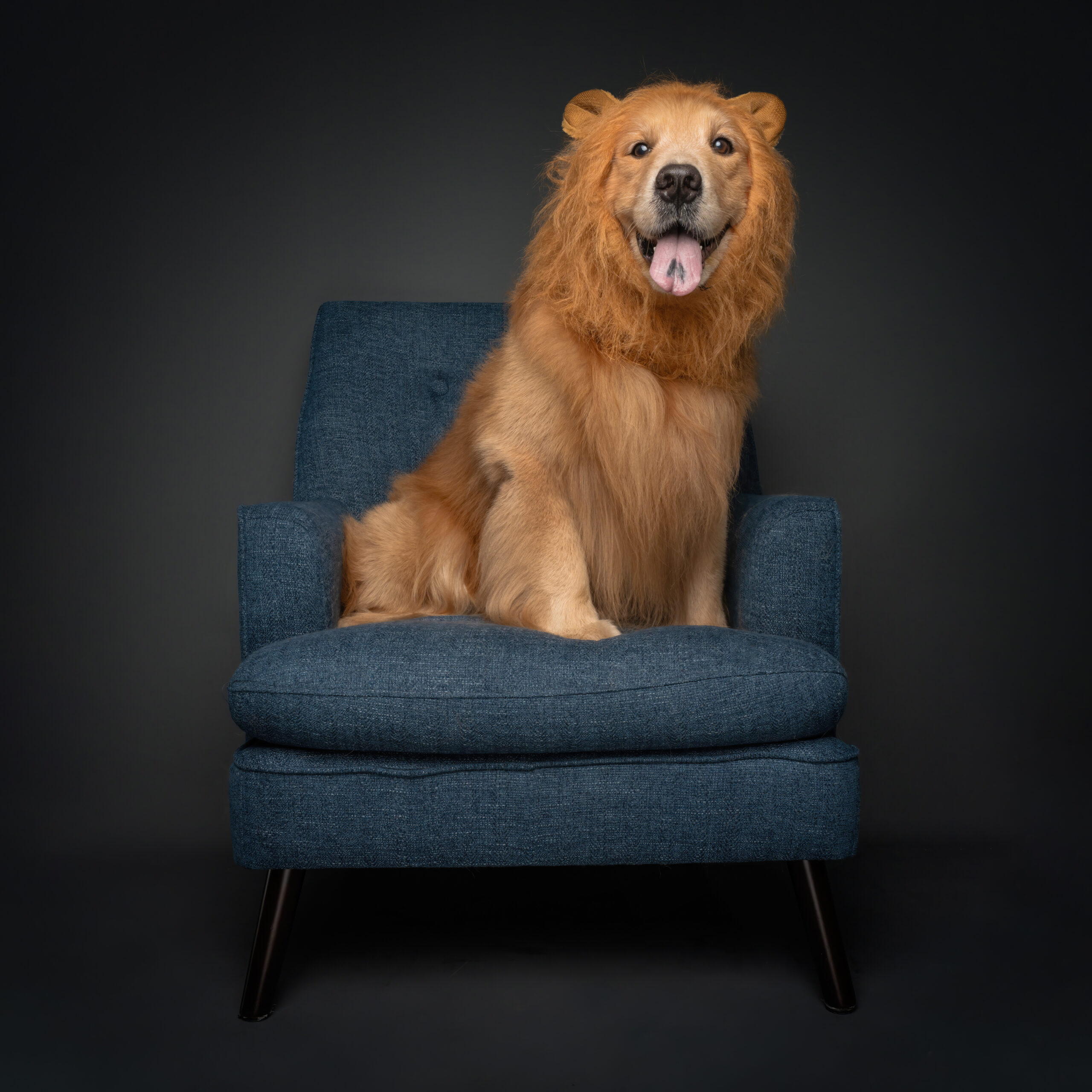 Demystifying the Criteria for a Top-notch Pet Photographer in Singapore