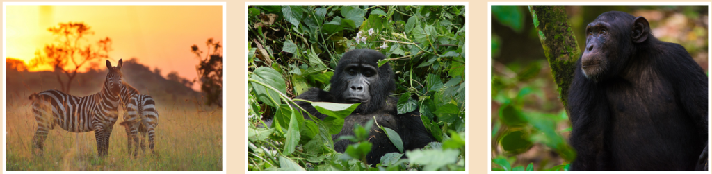 Mgahinga Gorilla National Park Safari