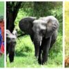 Kenya Tanzania tour packages