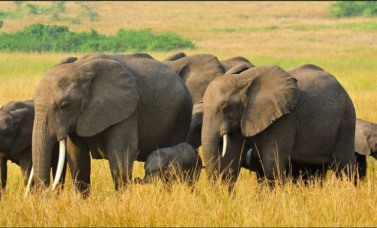 Queen Elizabeth National Park safari