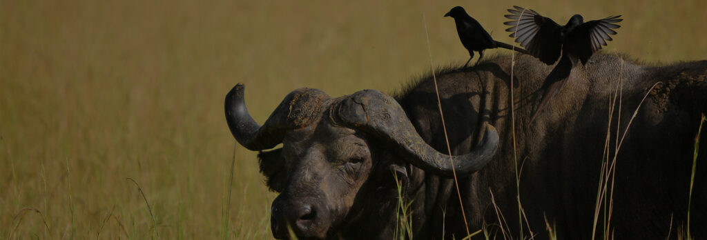 Uganda Kidepo Valley tour