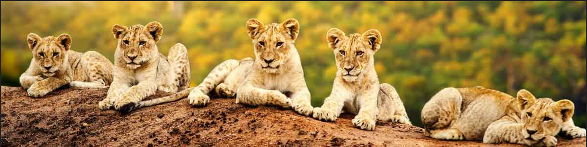 Discover Kenya With An Exclusive Tour Packages From Mumbai