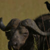 Kidepo Valley tour