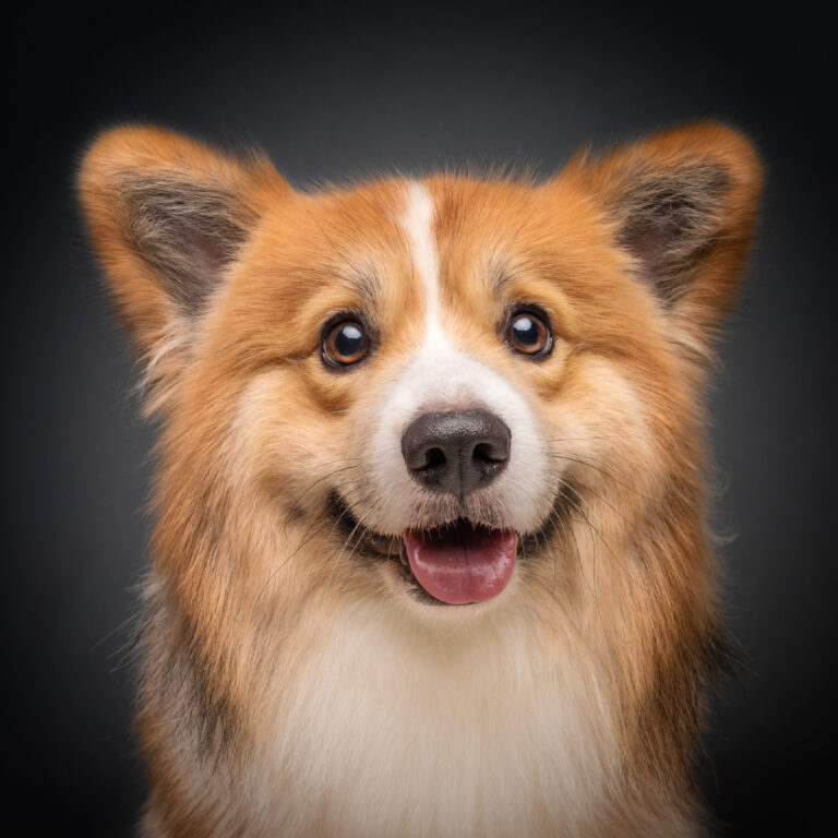 Pets posing at our studio in Singapore