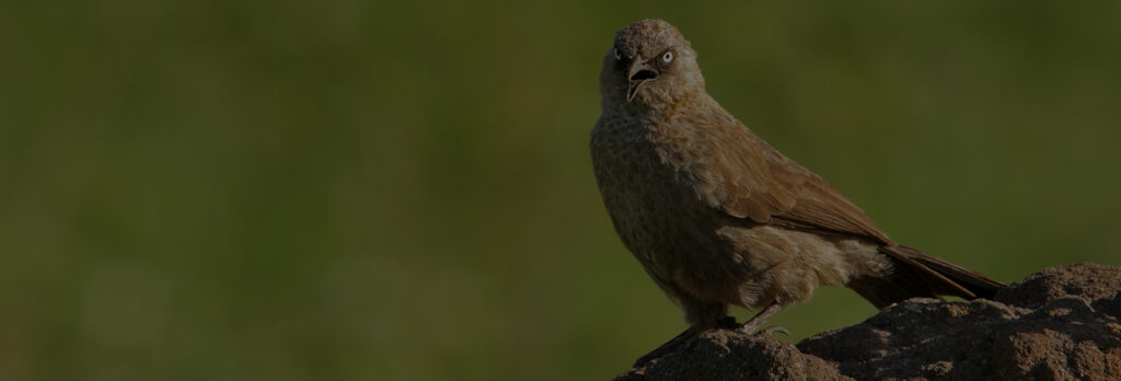 Uganda bird watching tour