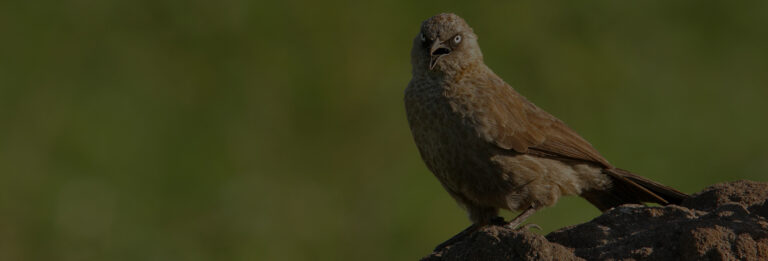 Uganda bird watching tour