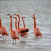Tranquil pink lagoons of Rio Lagartos.