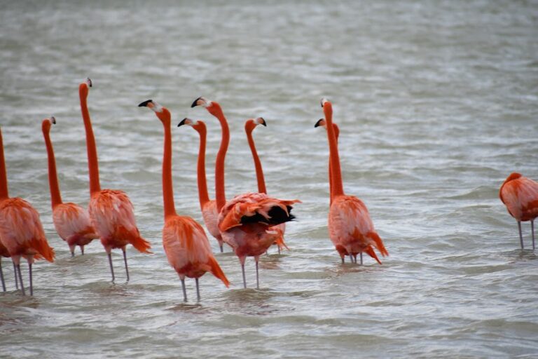 Tranquil pink lagoons of Rio Lagartos.