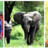 Tanzania Tour Packages