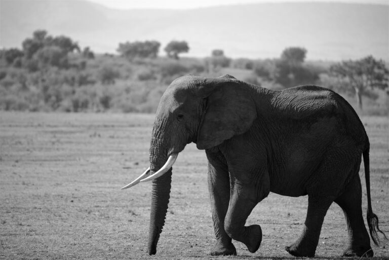 The Best Kenya Safari Package from India