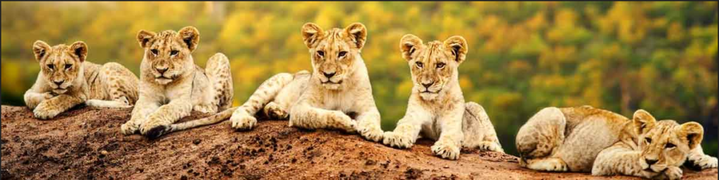 Kenya Wildlife Safari from India