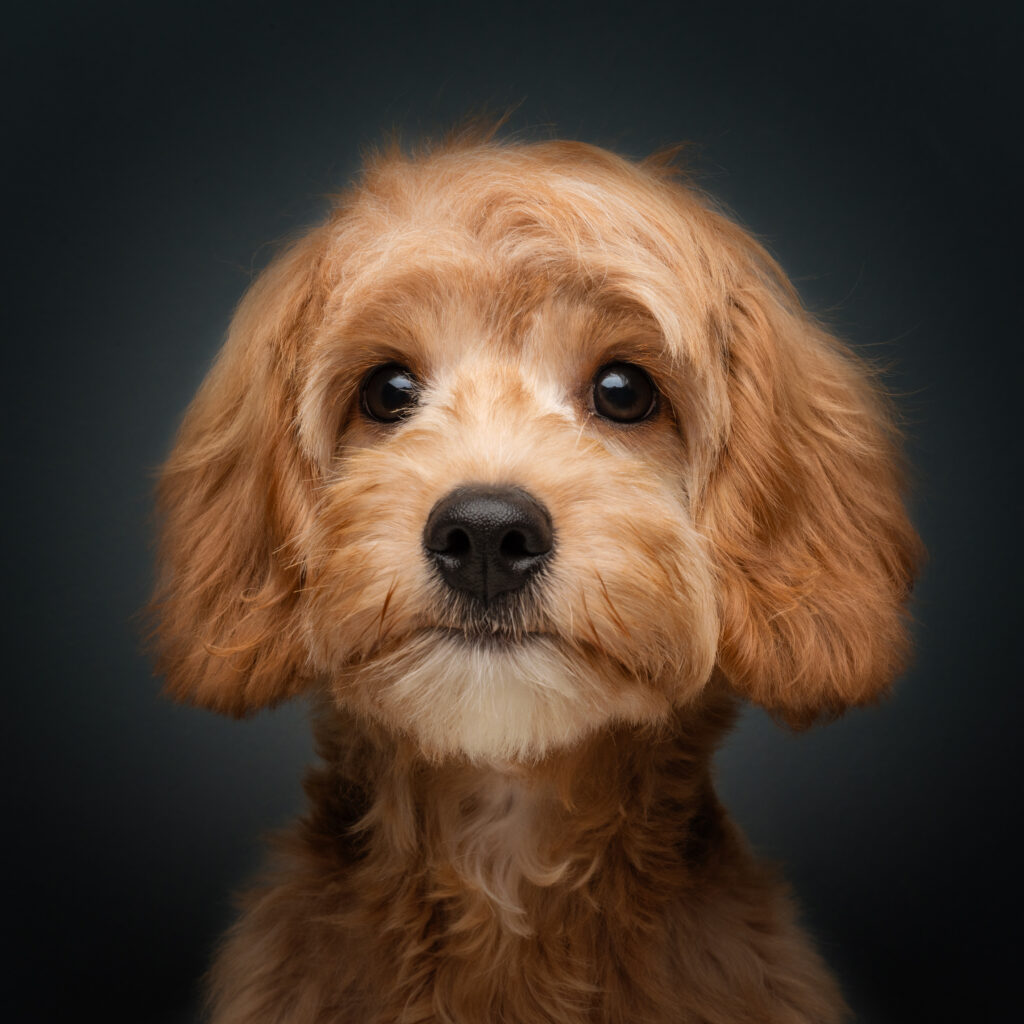 High-quality pet photoshoot in the studio