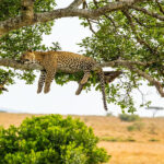 7days tanzania safari