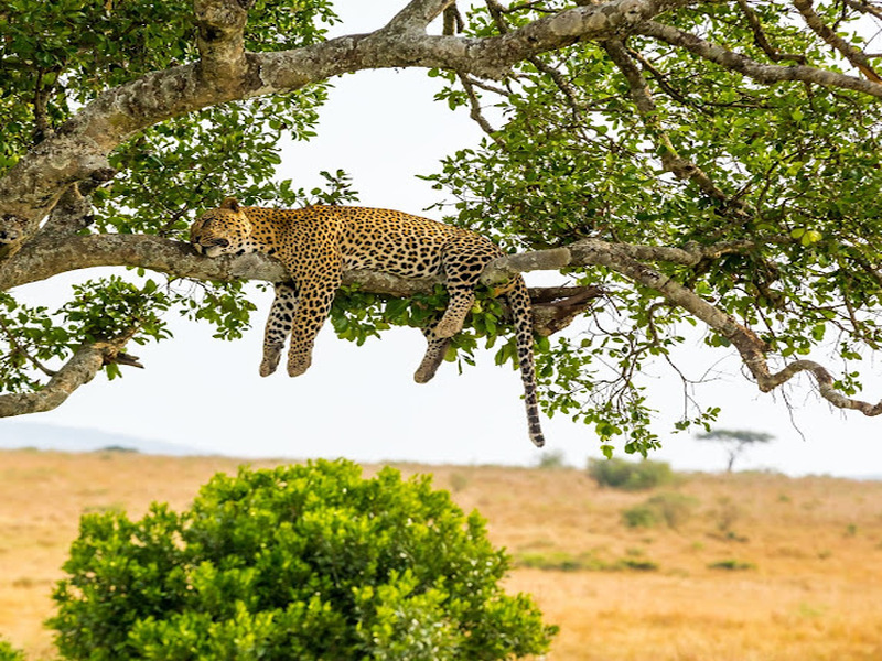 7days tanzania safari