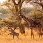 Luxury Safari in Kenya
