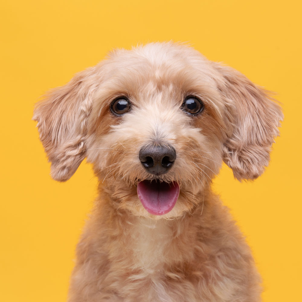 Pet photoshoot