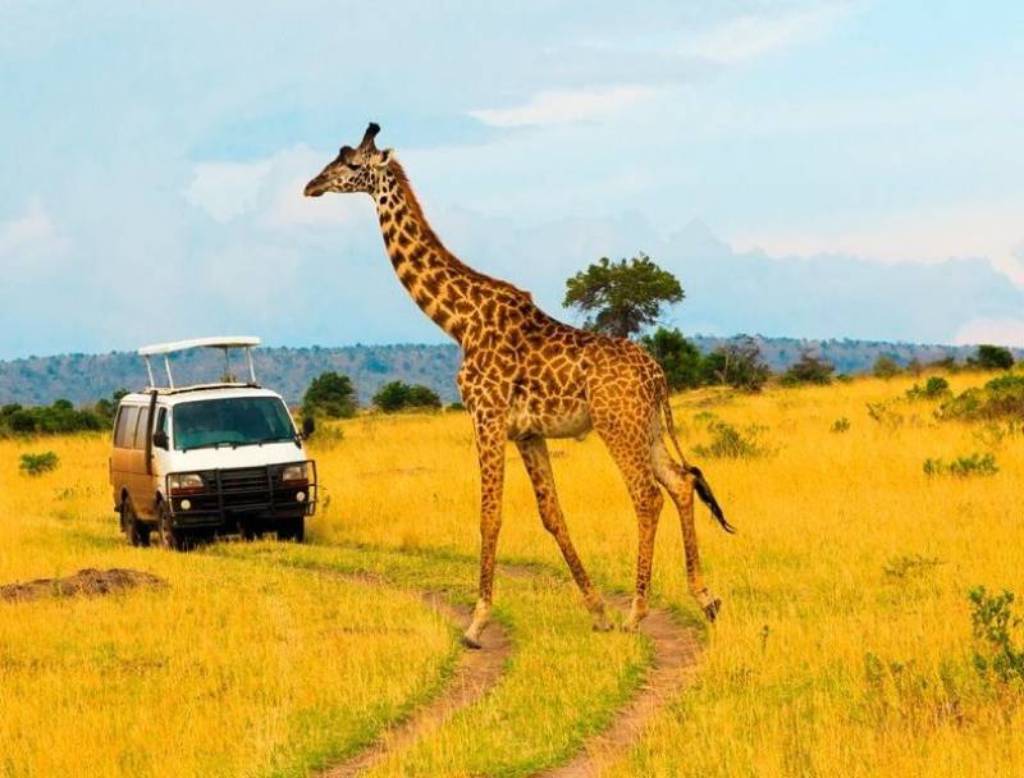 Masai Mara Big Five Safaris