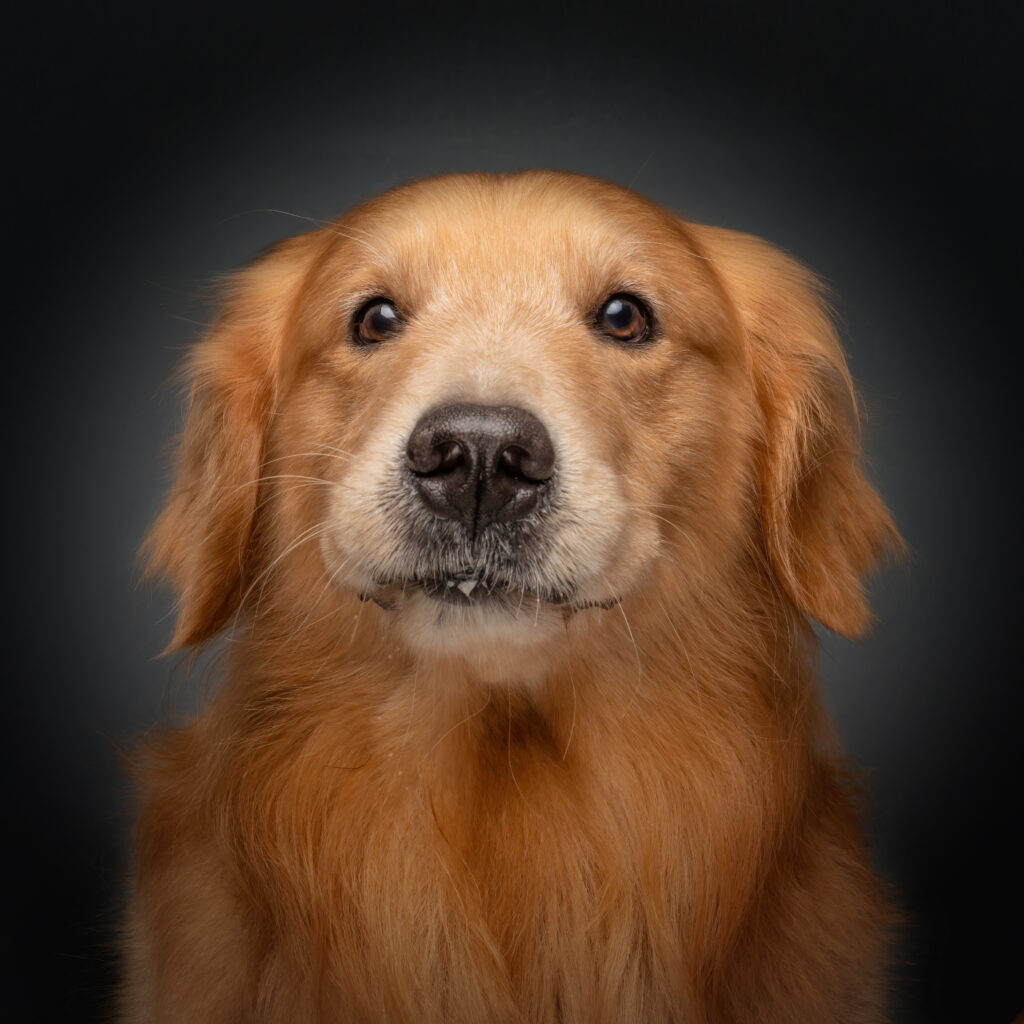 pet photography