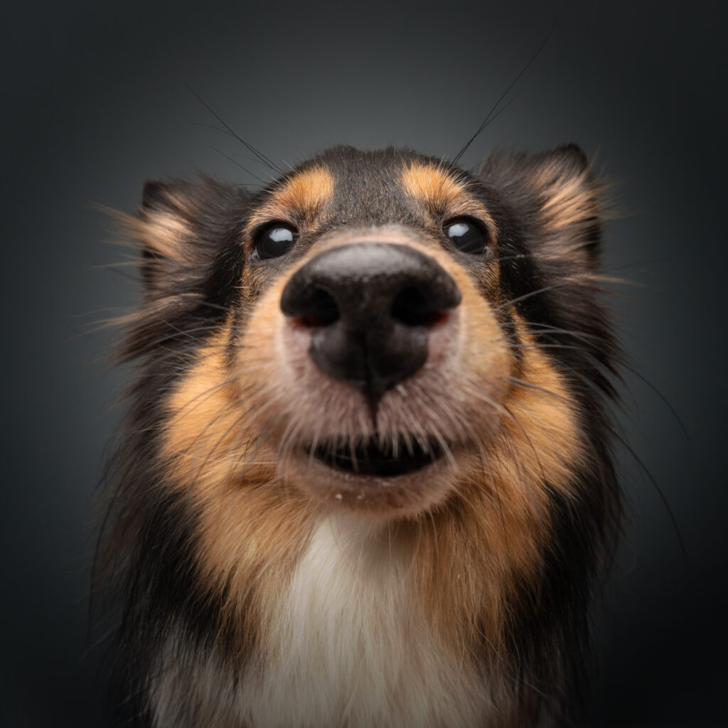 pet