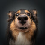 pet