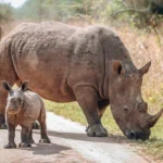 Holiday Safaris