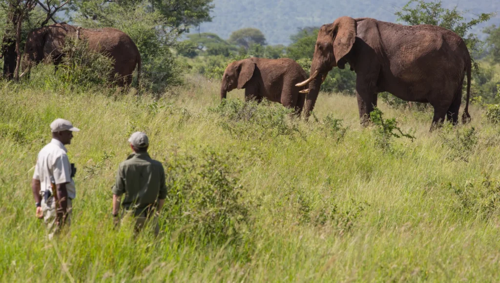 Holiday Safaris
