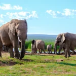 African Safari Tours
