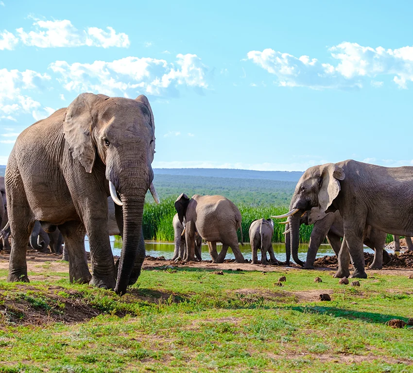 African Safari Tours