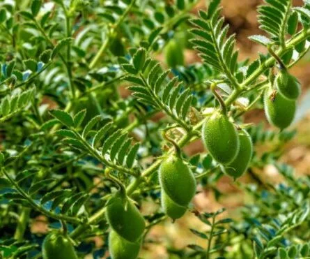 Bulk Desi Chana Exporters