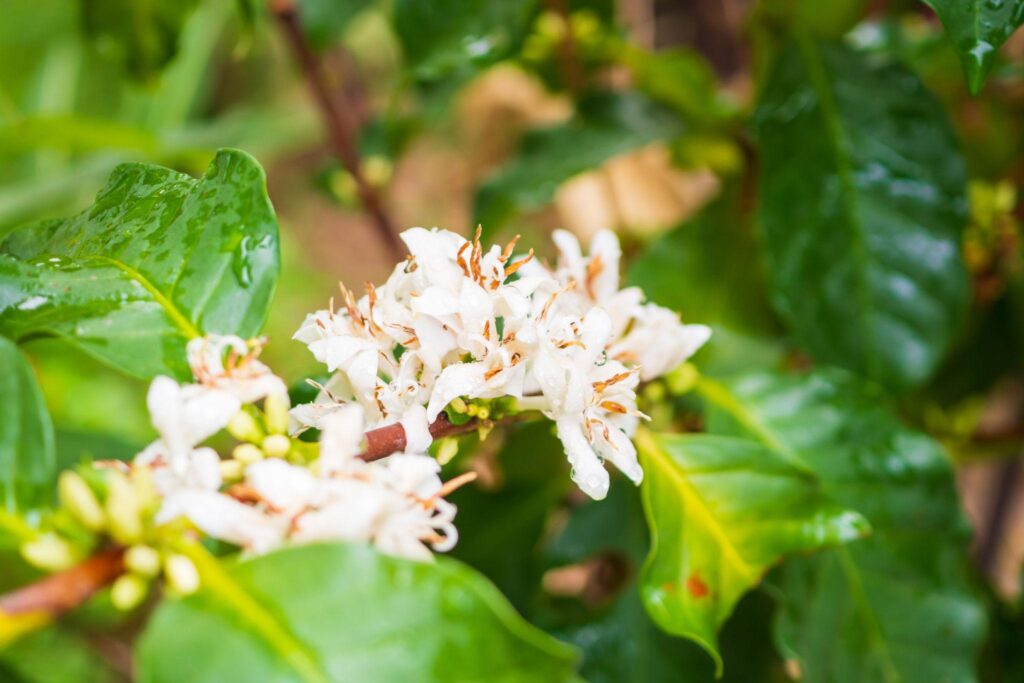 Pet Friendly Vacation Rentals