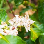 Pet Friendly Vacation Rentals